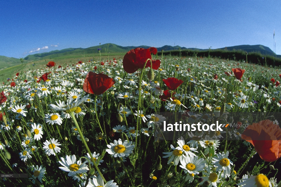 Manzanilla (Anthemis arvensis) y la amapola en flor Prado, Italia