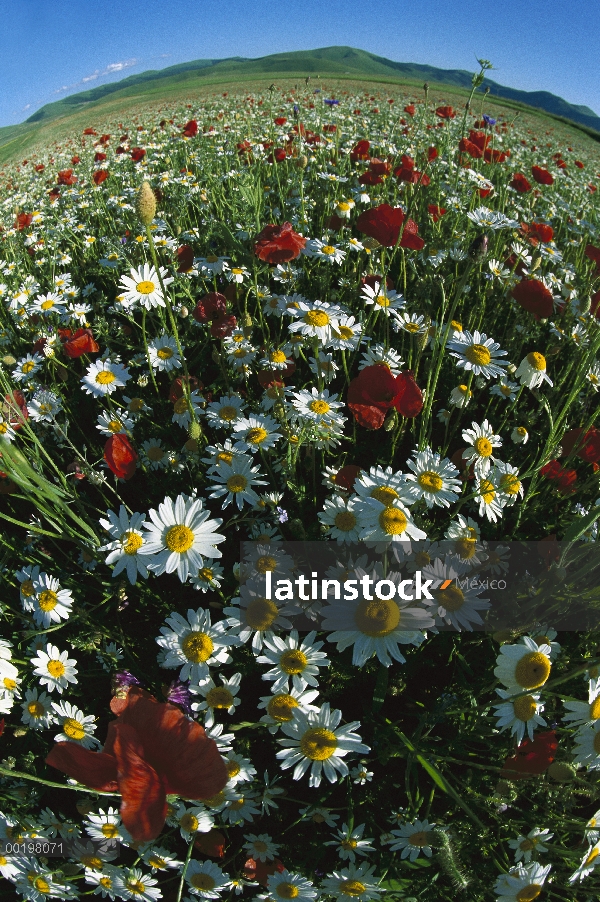 Manzanilla (Anthemis arvensis) y la amapola en flor Prado, Italia