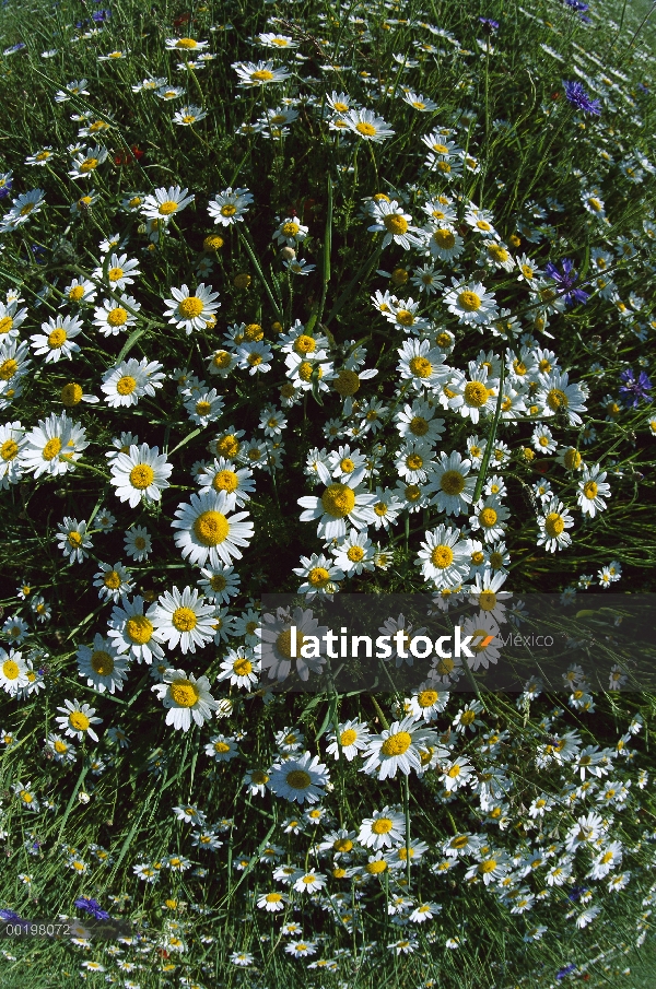 Manzanilla (Anthemis arvensis) y la amapola en flor Prado, Italia