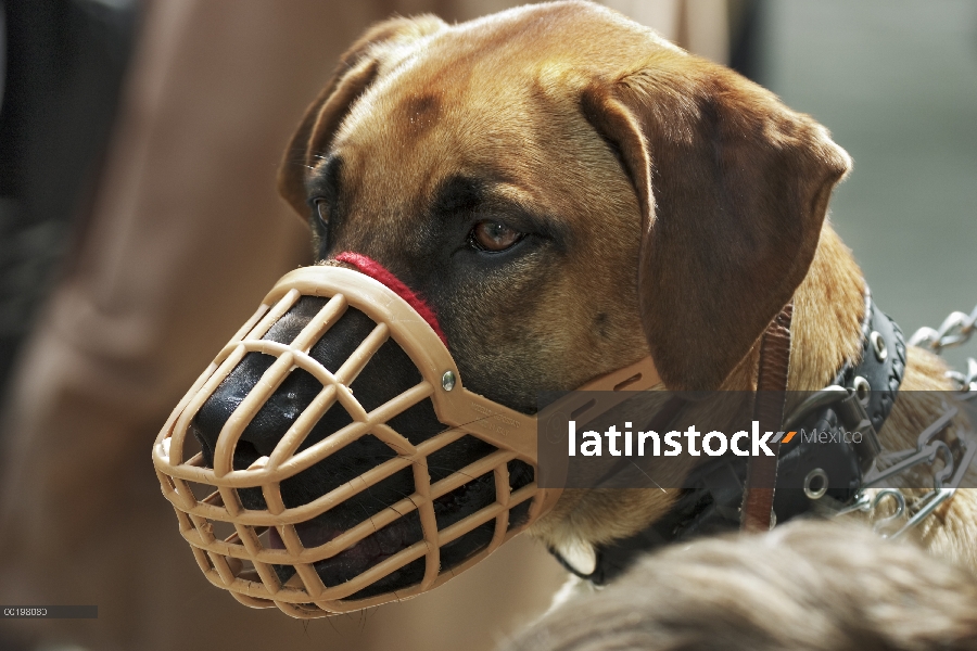 Perro doméstico (Canis familiaris) con el bozal, Alemania