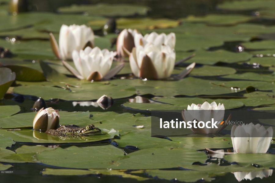 Rana comestible (Rana esculenta) en nenúfares, Baviera, Alemania