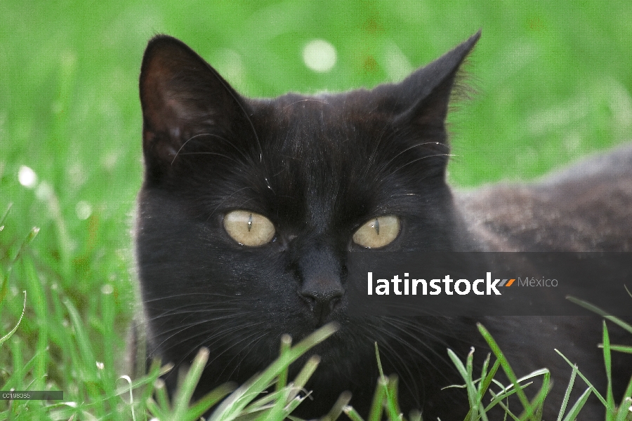 Doméstico adulto gato (Felis catus) en reposo, Europa