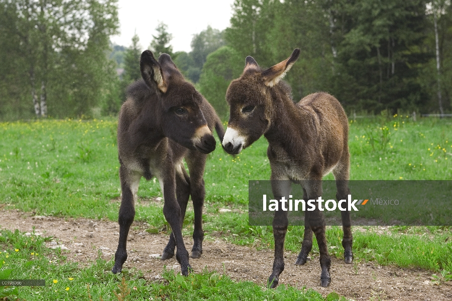 Burro (Equus asinus) dos potros comunicación, Baviera, Alemania