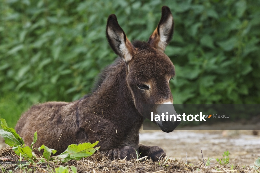 Potro de burro (Equus asinus) descanso, Baviera, Alemania