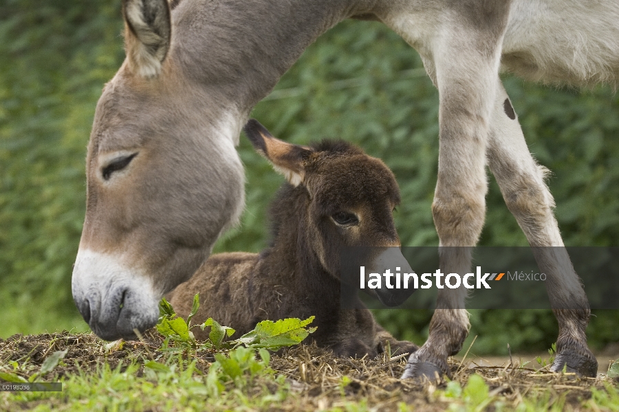 Burro (Equus asinus) adulto con potro, Baviera, Alemania