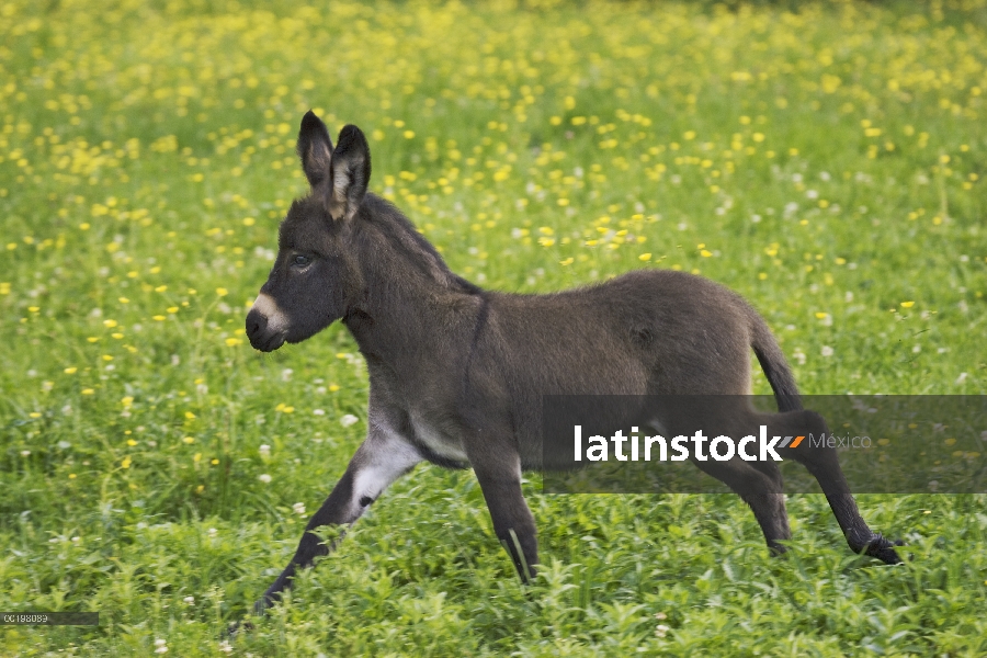 Potro de burro (Equus asinus) corriendo por el campo, Baviera, Alemania