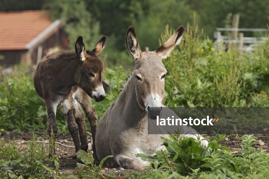 Burro (Equus asinus) adulto con potro, Baviera, Alemania