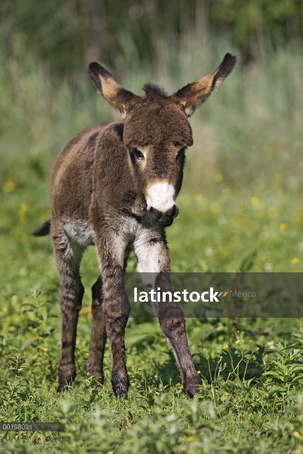 Burro (Equus asinus) potro, Baviera, Alemania