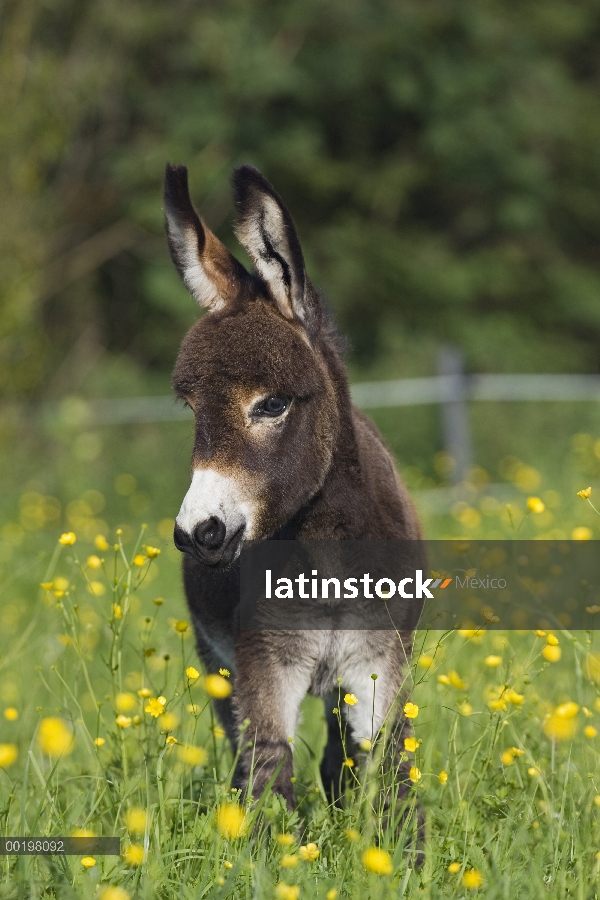 Burro (Equus asinus) potro, Baviera, Alemania