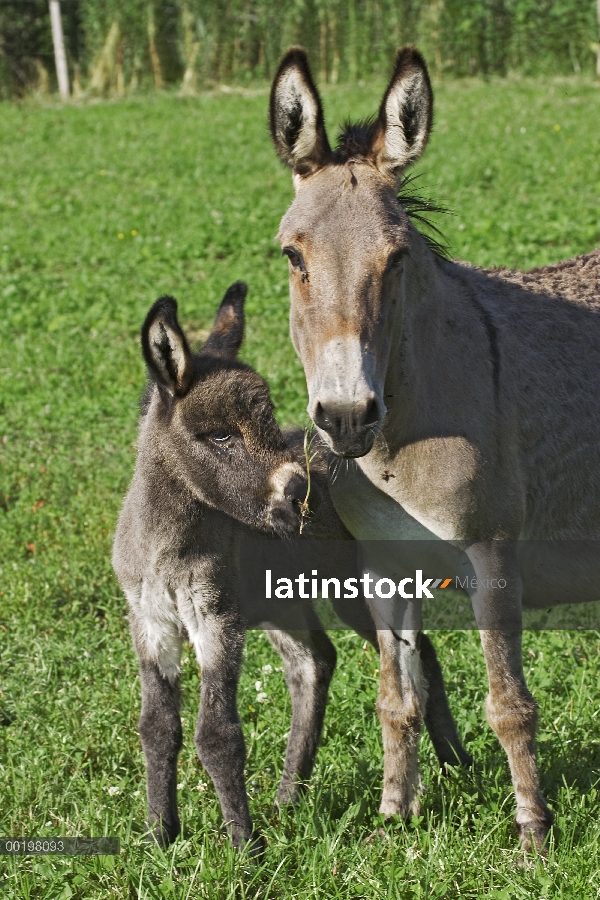 Burro (Equus asinus) adulto con potro, Baviera, Alemania