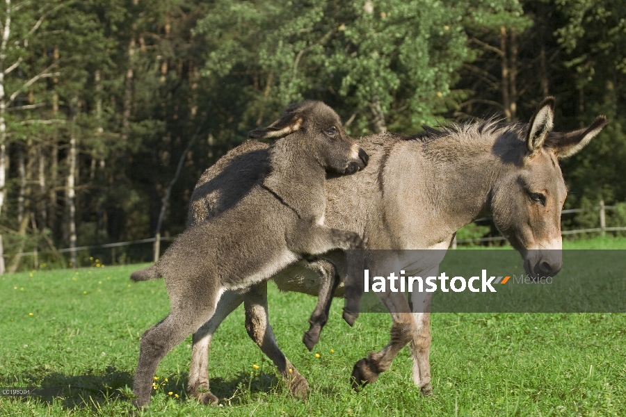 Burro (Equus asinus) adulto con potro, Baviera, Alemania