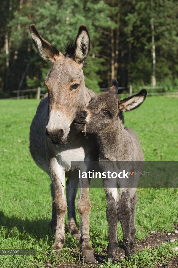 Burro (Equus asinus) adulto con potro, Baviera, Alemania