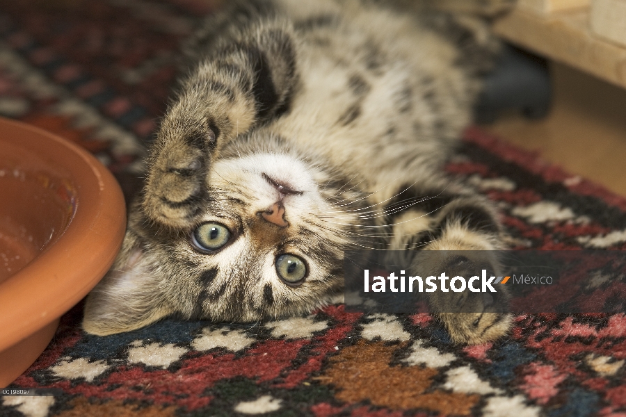 Gatito de gato (Felis catus) nacional jugando en Europa