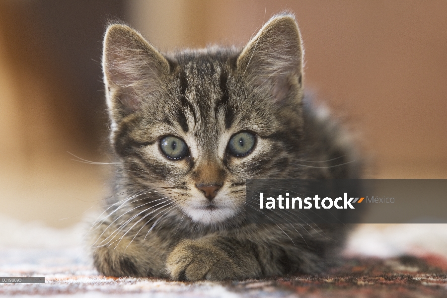 Retrato de gatito de gato (Felis catus) doméstico, Europa