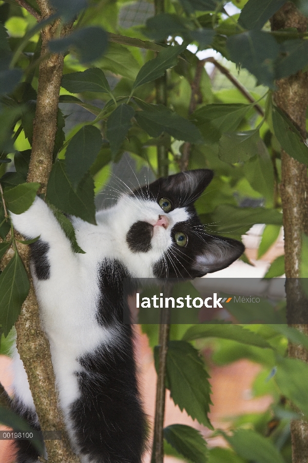 Doméstico adulto gato (Felis catus), escalada de árboles, Europa