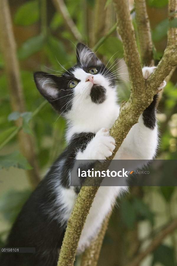 Doméstico adulto gato (Felis catus), escalada de árboles, Europa