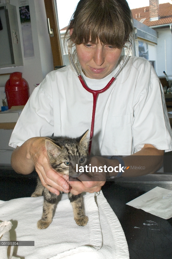 Gatito de gato (Felis catus) interno con veterinario, Alemania