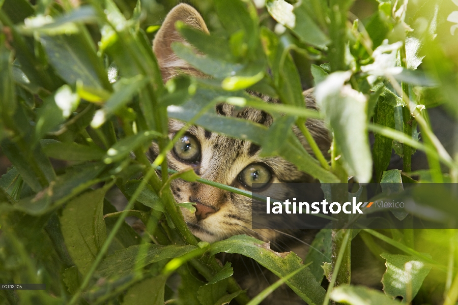 Nacional joven de gato (Felis catus) a través de la hierba, Alemania