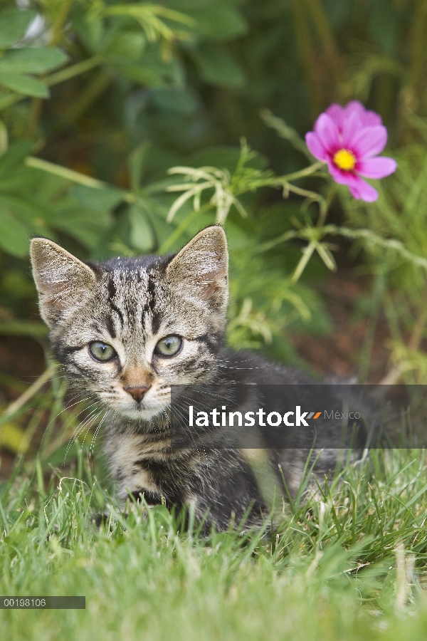 Gatito de gato (Felis catus) doméstico, Europa