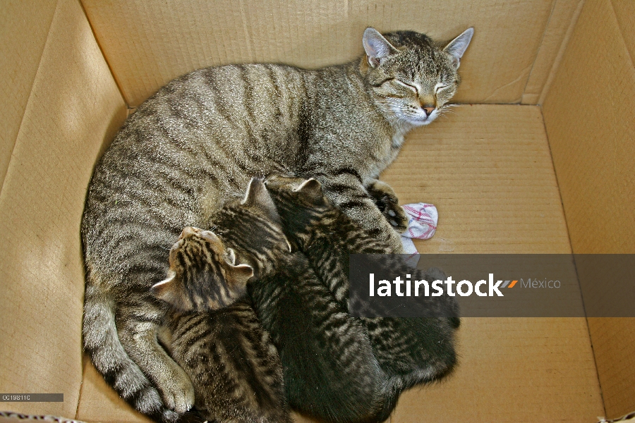 Gato doméstico (Felis catus) madre Enfermería tres gatitos en una caja de cartón, Alemania