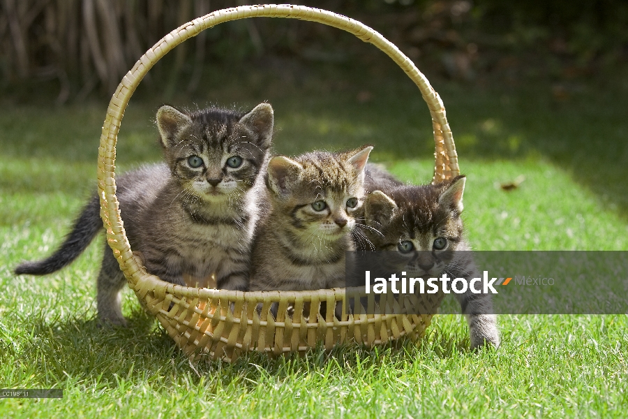 Interno gato (Felis catus) tres gatitos en una canasta, Alemania