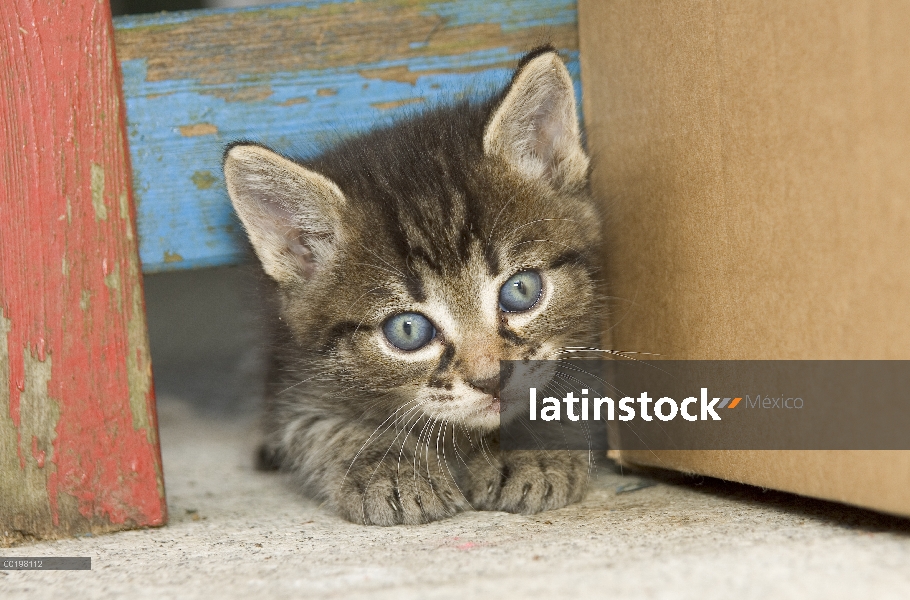 Gatito de gato (Felis catus) gris Tabby nacional, Alemania