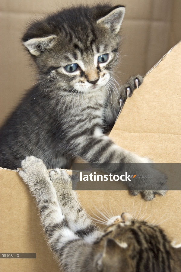 Nacionales gatitos gato (Felis catus) gris Tabby jugando, Alemania