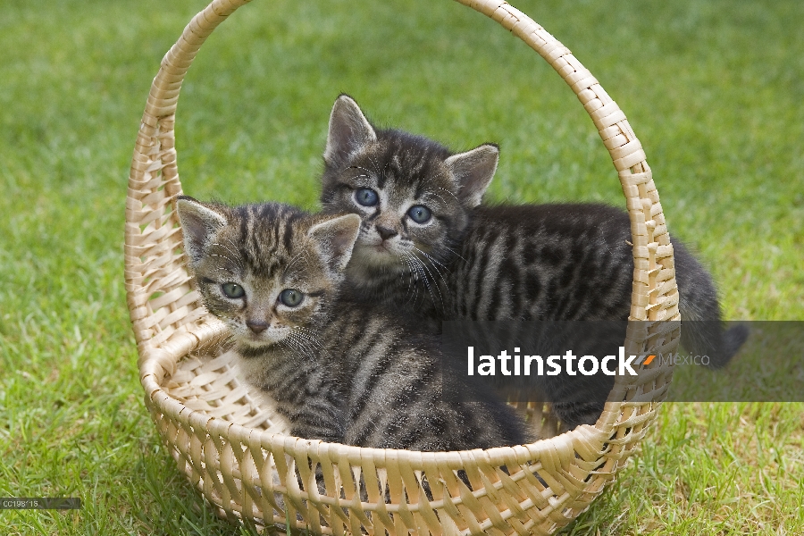 Interno gato (Felis catus) dos gatitos en una canasta, Alemania