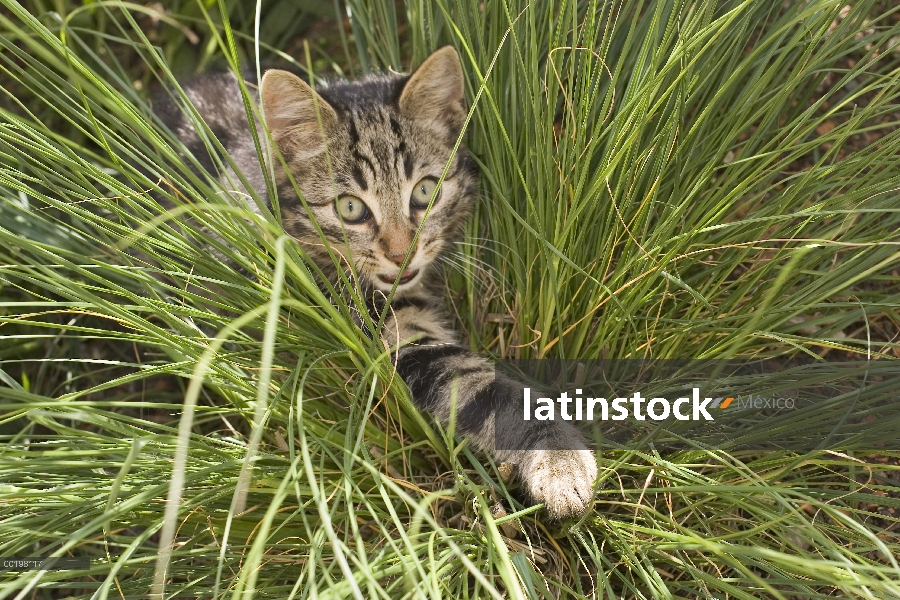 Gato doméstico (Felis catus) caza en hierba, Alemania