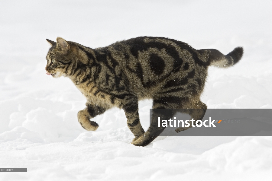 Gato doméstico (Felis catus) corriendo por la nieve, Alemania