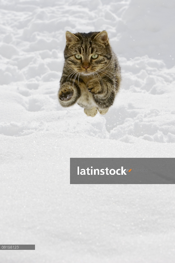 Doméstico macho de gato (Felis catus) saltando en la nieve, Alemania