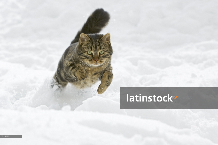 Doméstico macho de gato (Felis catus) corriendo en la nieve, Alemania