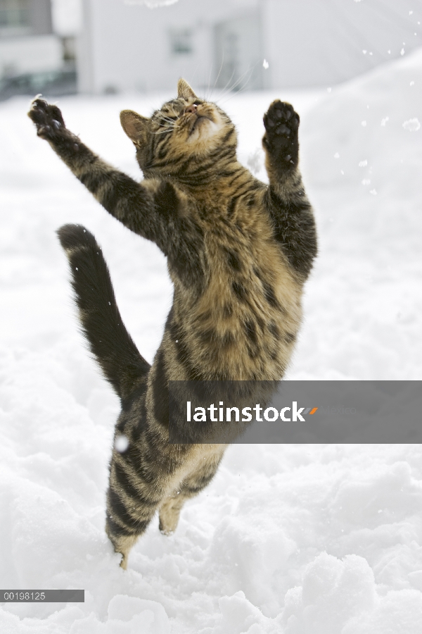 Doméstico macho de gato (Felis catus) saltando en la nieve, Alemania