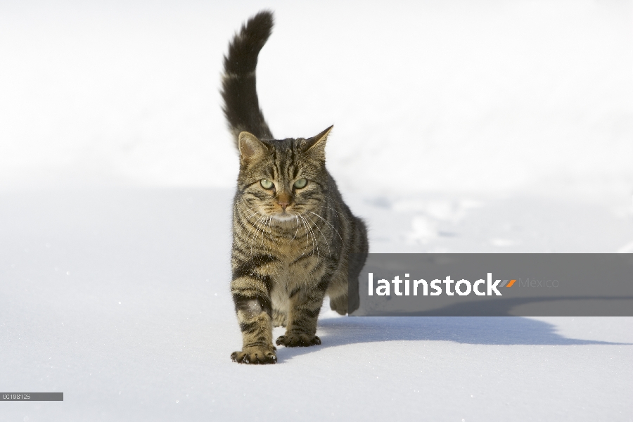 Doméstico macho de gato (Felis catus) en nieve, Alemania