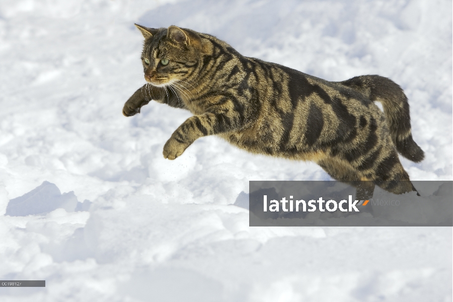 Doméstico macho de gato (Felis catus) pouncing en nieve, Alemania