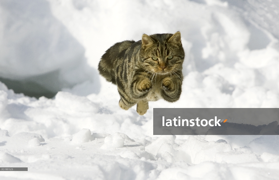 Doméstico macho de gato (Felis catus) saltando en la nieve, Alemania