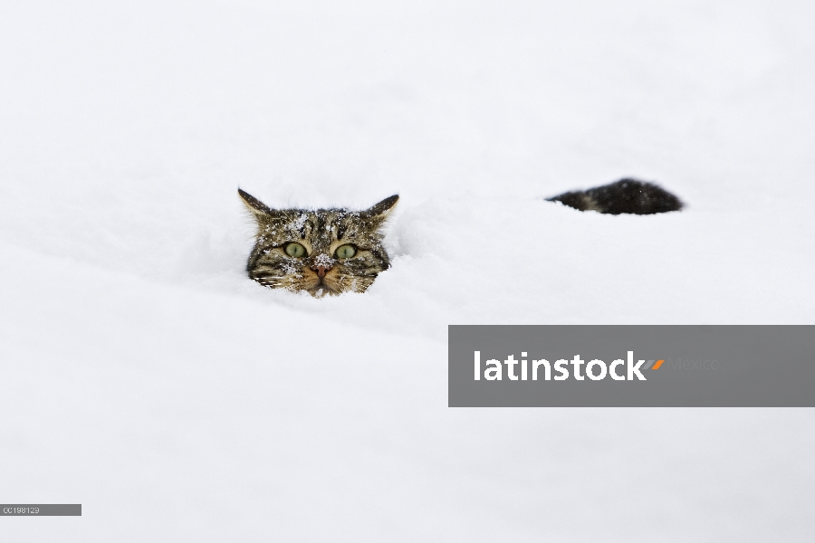 Gato doméstico (Felis catus) en nieve profunda, Alemania