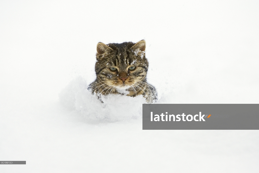 Gato doméstico (Felis catus) en nieve profunda, Alemania