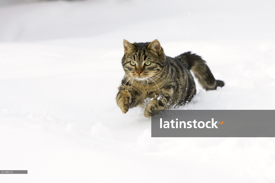 Doméstico macho de gato (Felis catus) corriendo en la nieve, Alemania