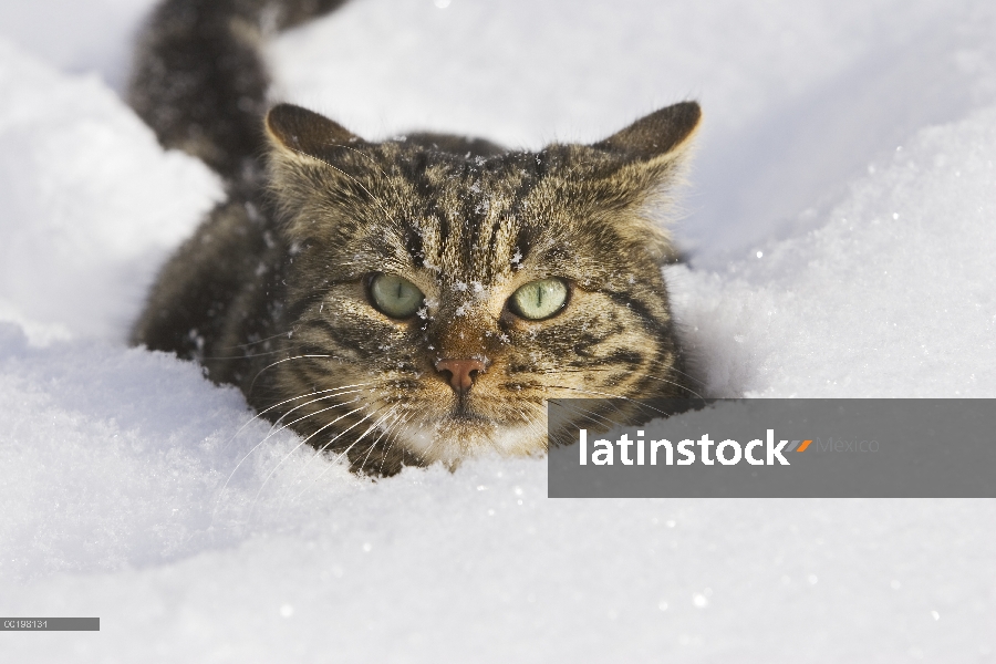 Gato doméstico (Felis catus) en nieve profunda, Alemania