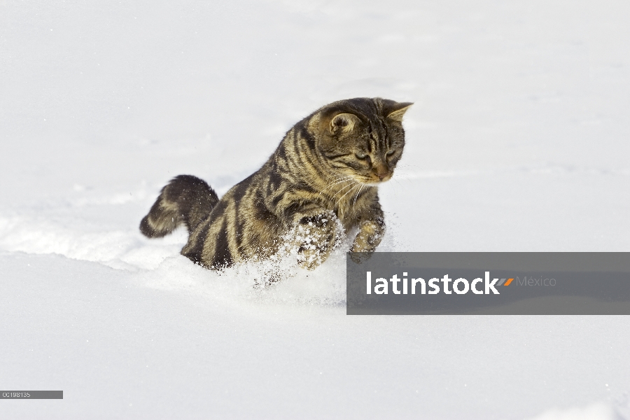 Doméstico macho de gato (Felis catus) corriendo en la nieve, Alemania