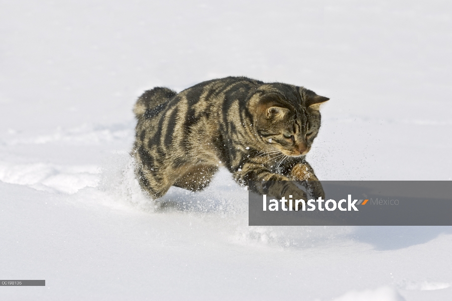 Doméstico macho de gato (Felis catus) pouncing en nieve, Alemania