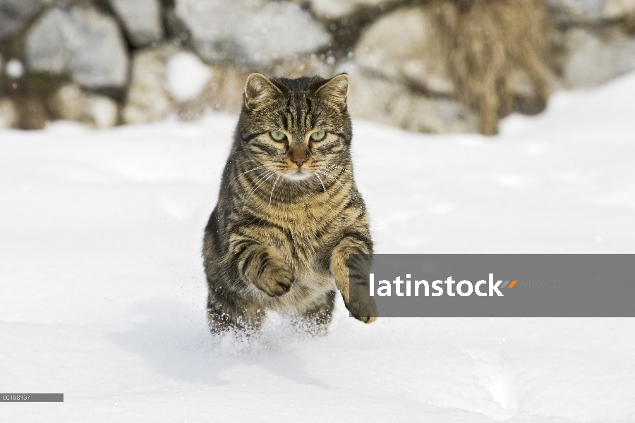 Doméstico macho de gato (Felis catus) corriendo en la nieve, Alemania