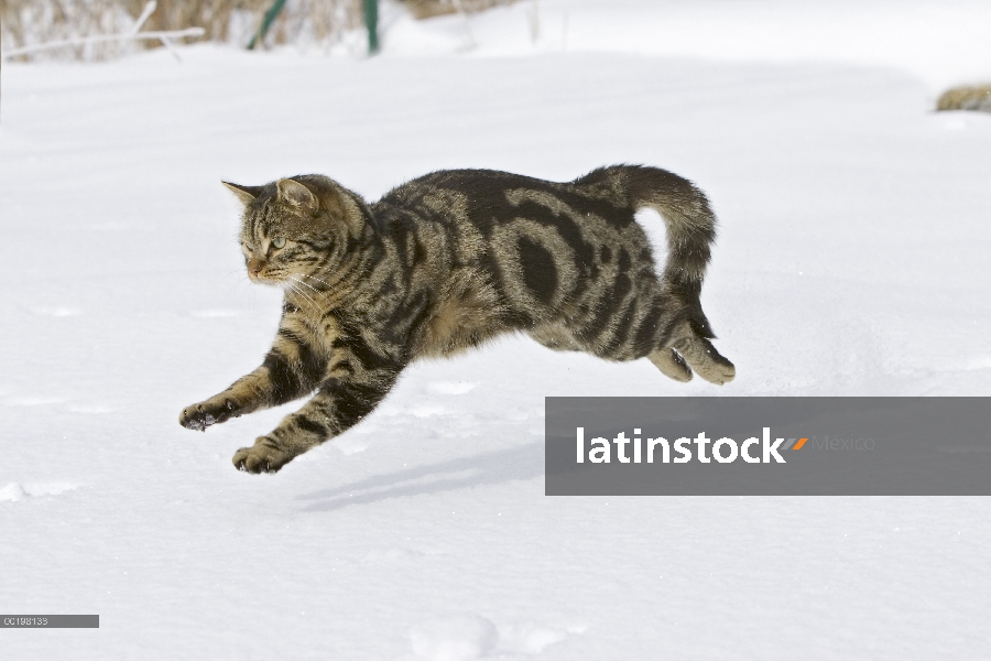 Doméstico macho de gato (Felis catus) corriendo en la nieve, Alemania