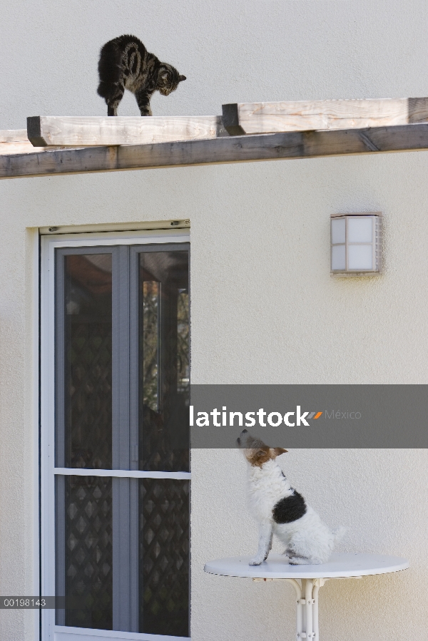 Gato doméstico (Felis catus) en azotea de casa huyendo de un perro doméstico (Canis familiaris), Ale