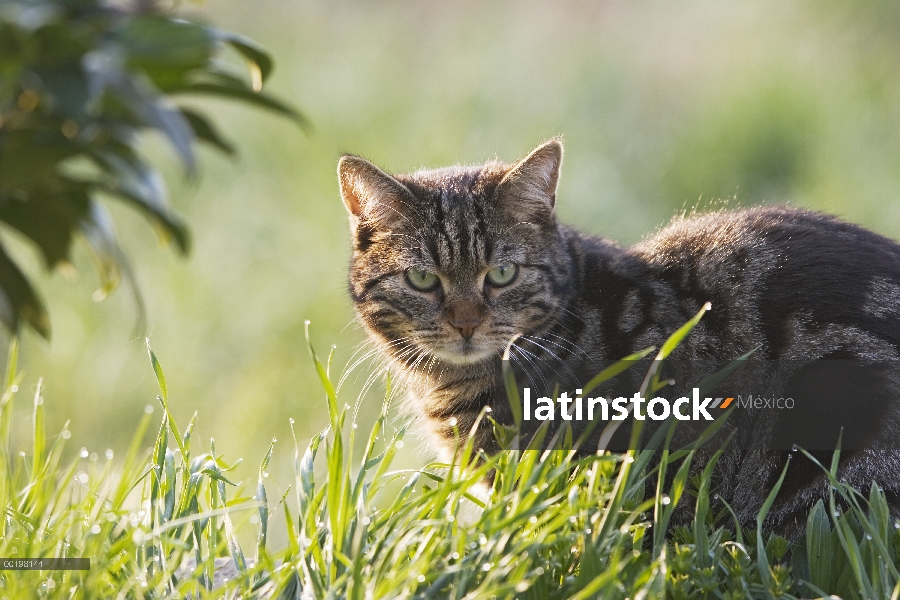 Gato doméstico (Felis catus) adulto, gris atigrado, Alemania