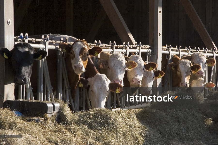 Ganado doméstico (Bos taurus) en estable comer heno, alta Baviera, Alemania