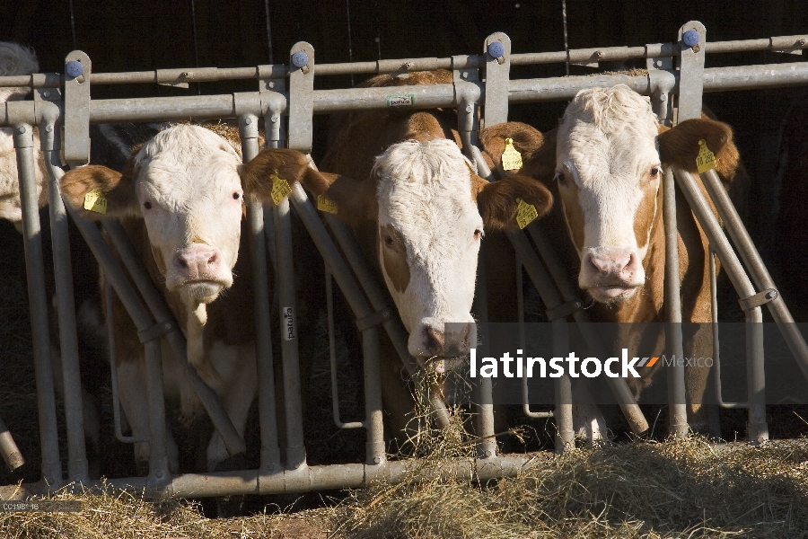 Ganado doméstico (Bos taurus) en estable comer heno, alta Baviera, Alemania