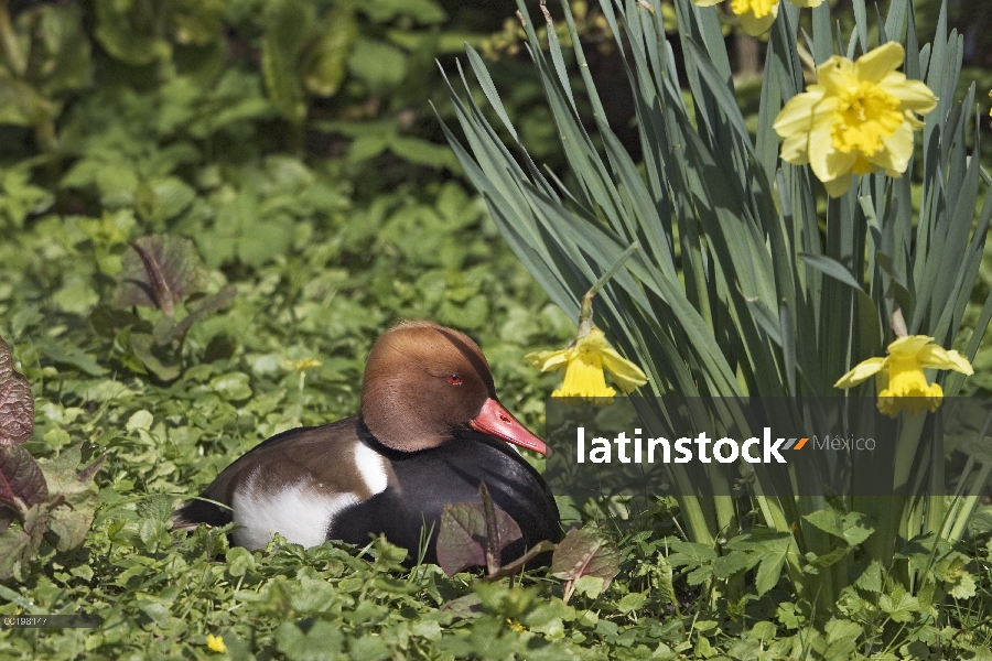 Brasita macho de pato colorado (Netta rufina) y Narciso flores, Alemania