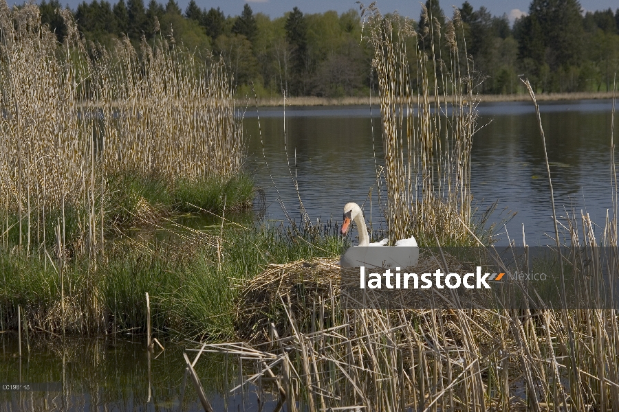 Cisne (vulgar Cygnus olor) adulto incubando huevos en el nido en el lago, alta Baviera, Alemania